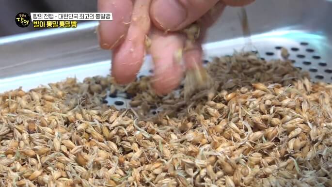 발아통밀