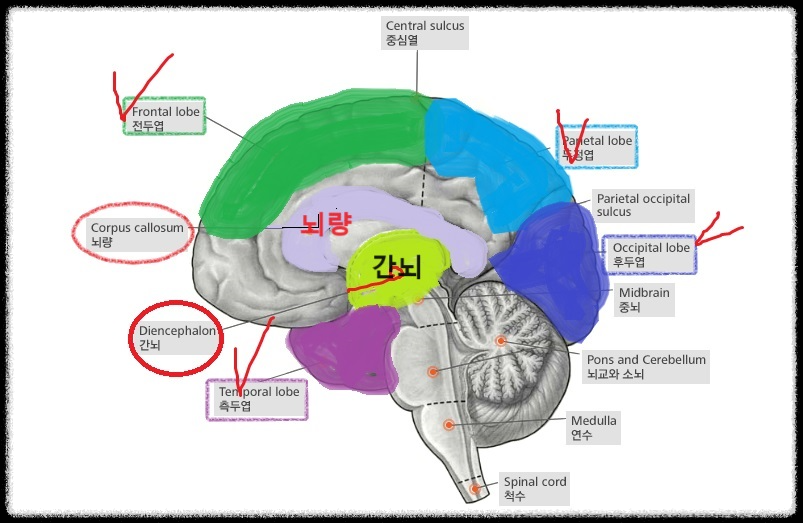 1. 뇌의 구조