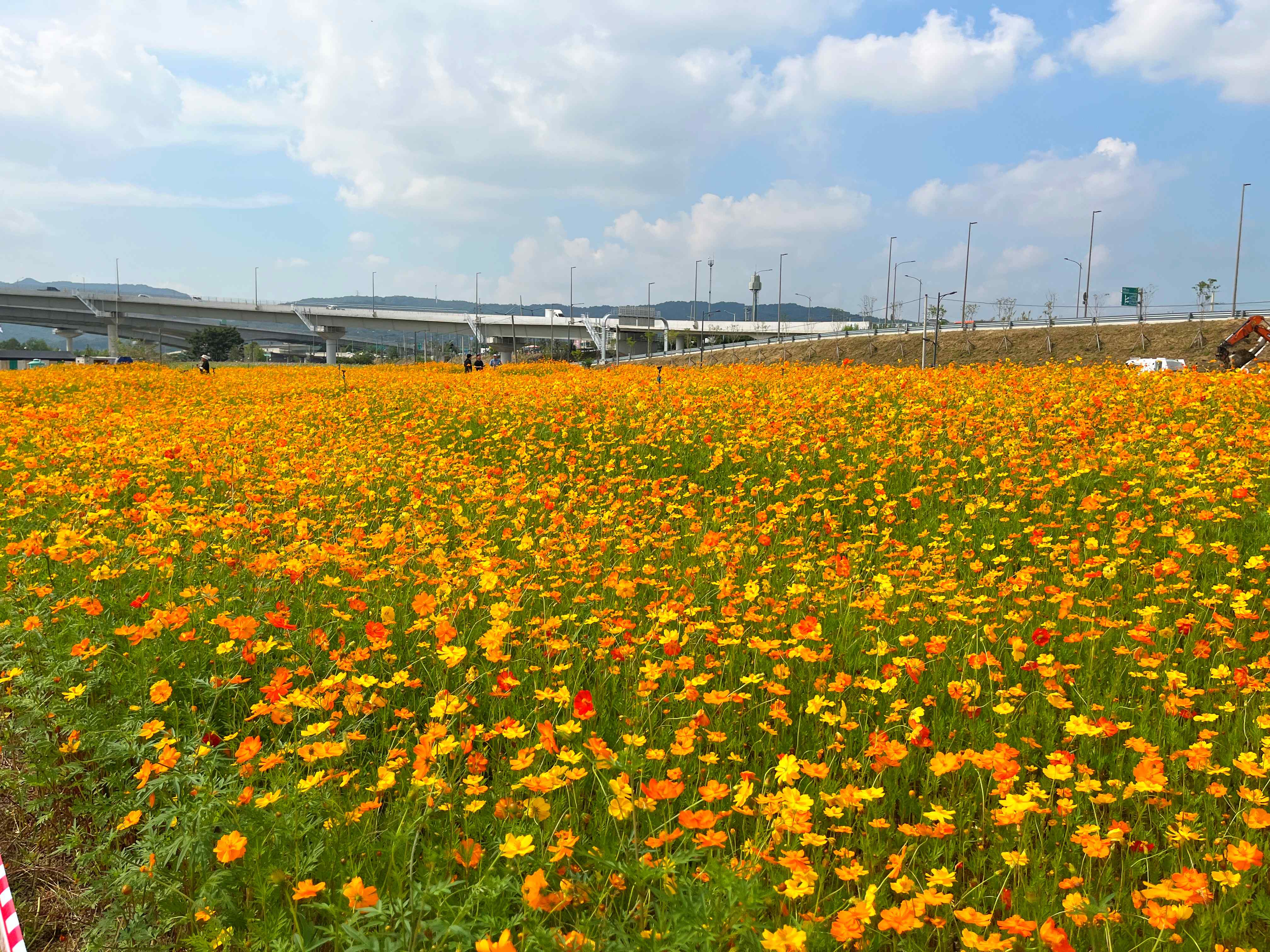 구리시민공원 코스모스