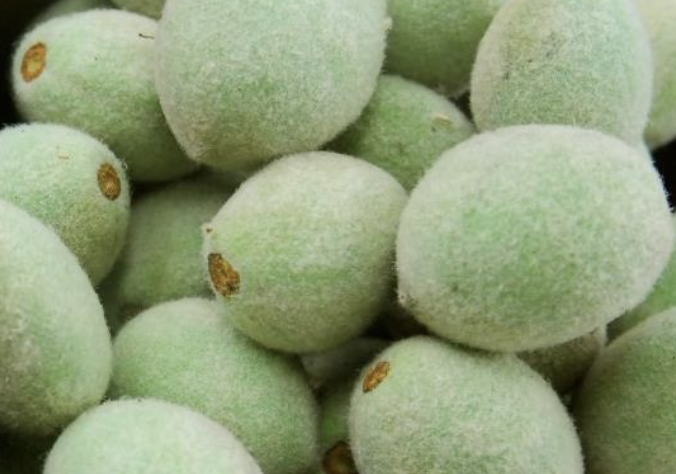 개복숭아 보관 방법