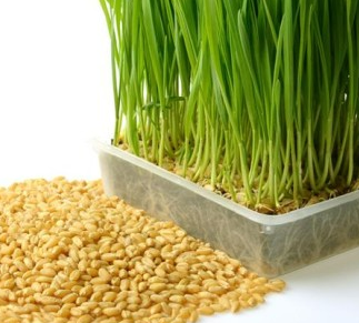 새싹_보리_어린_순