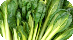 다채-비타민-잎