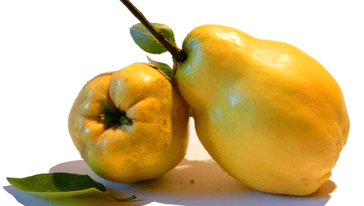 노랗게 익은 모과 2개가 겹쳐있다. 표면은 매끄럽고 타원형이며 꼭지 부분은 둘레가 작고 몸통은 둘레가 더 크다.