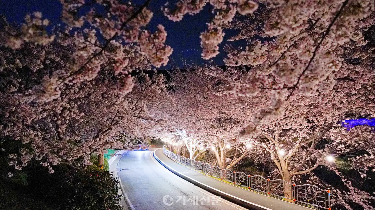 거제 구조라성 벚꽃길 