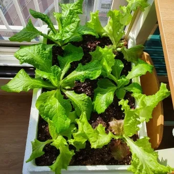 텃밭 상추 키우는 법 파종 간격 수확 연속수확 요령_23