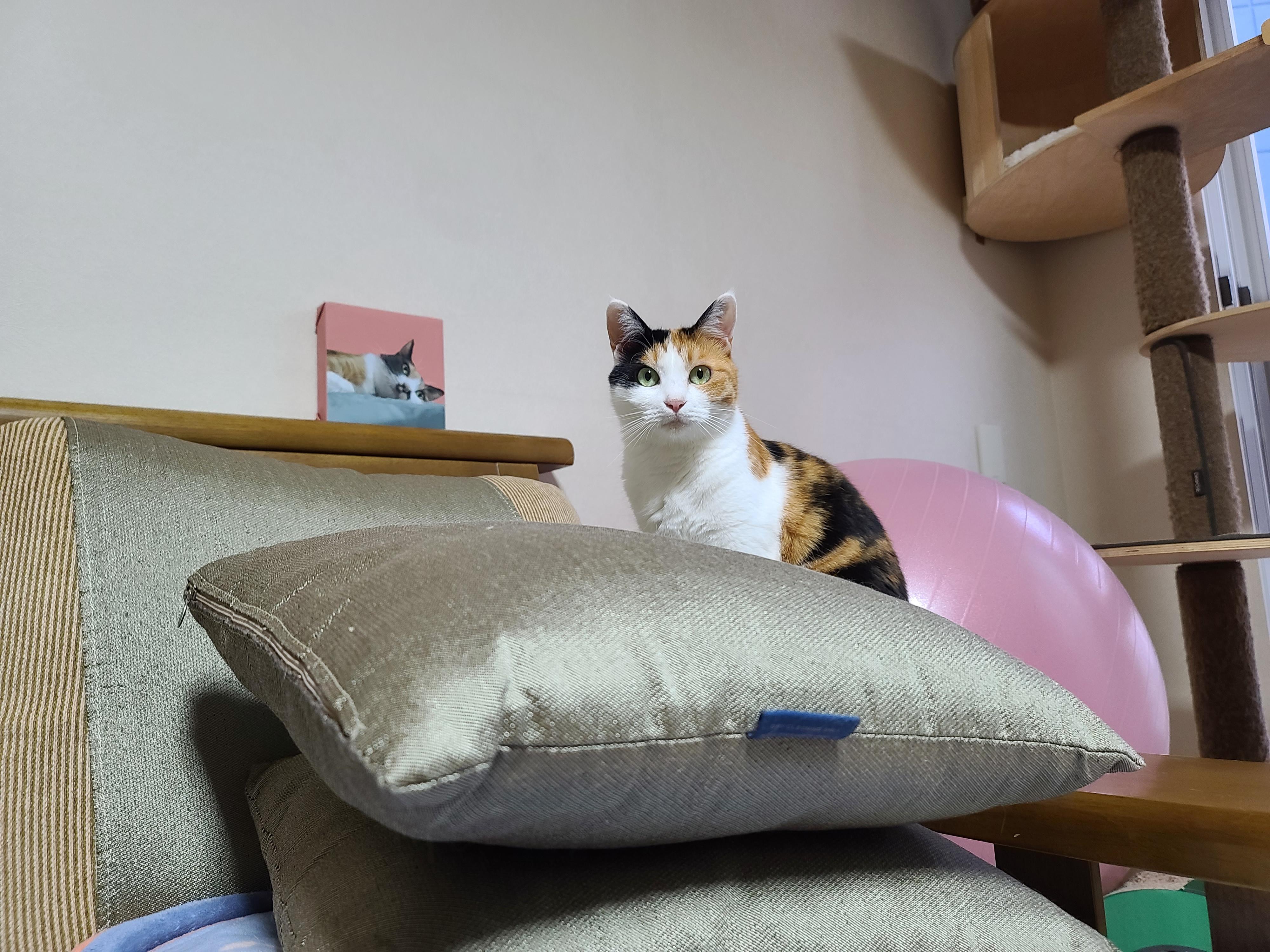 넥카라 혼자 벗어던지고 갖고노는 고양이 건이. (귀여운 영상 많음 주의)