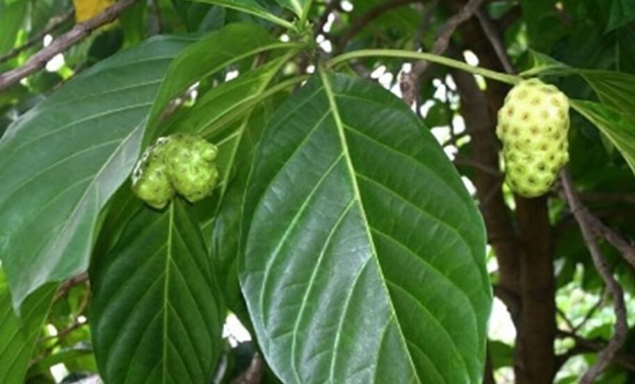 노니 효능 부작용 분말 복용법 15