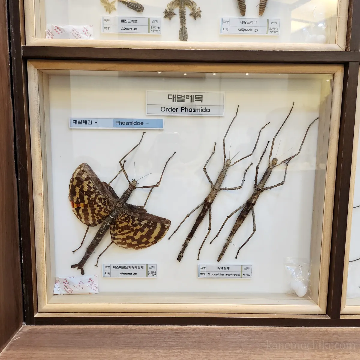 박물관-곤충