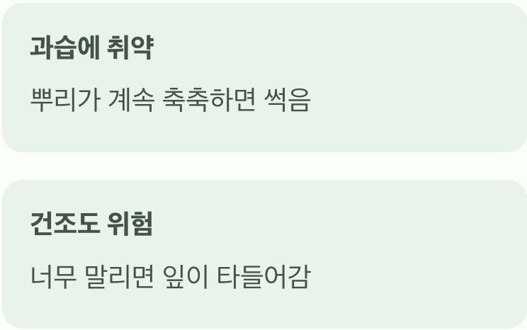 까다로운 물 주기, 이것만 기억하세요