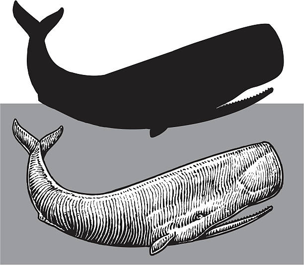 고래 꿈 해몽