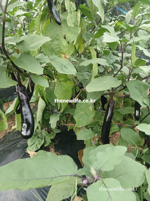 혈압 조절에 도움이 되는 신선한 가지-혈압 조절 및 심혈관 건강에 대한 설명을 위한 가지 실물사진(2)