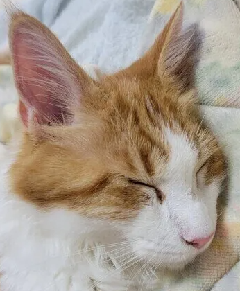 고양이 변비