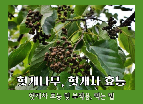 헛개차 효능 5가지와 부작용 및 헛개차 끓이는 법