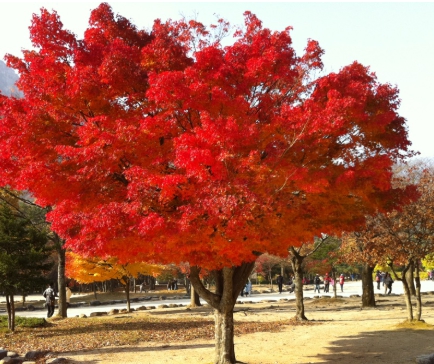 가을에 피는 꽃 단풍나무