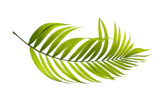 반려동물과 함께 키우기 안전한 식물 리스트