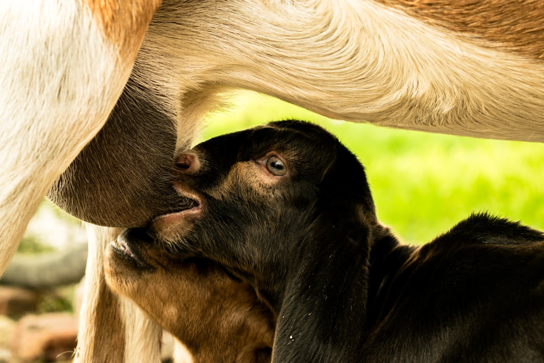 Feeding