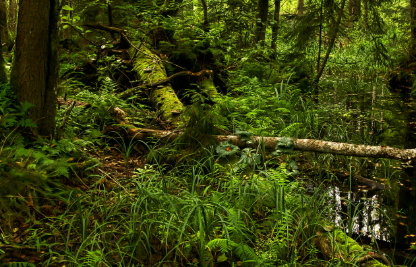 원시 생명체의 분류 체계