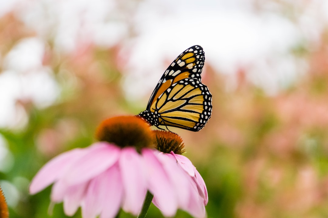 Monarch