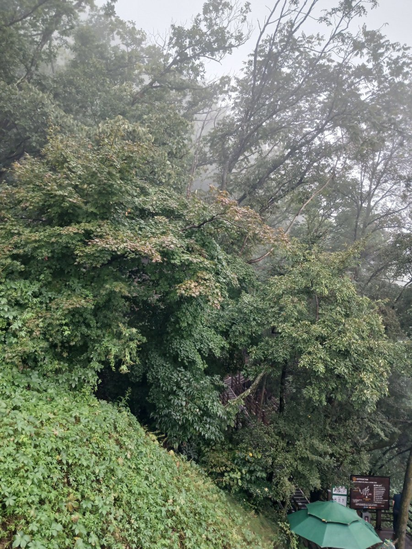 삼악산 데크길이 보이다