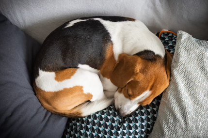 저혈당이 된 개