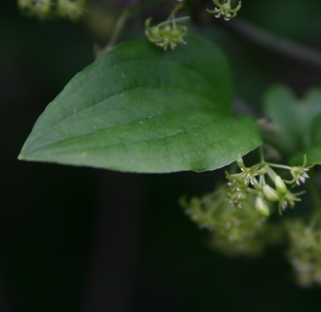 청가시덩굴 잎1