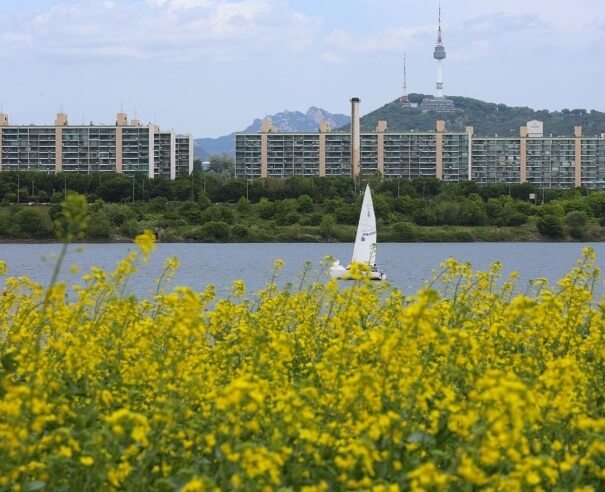 2025 서래섬 유채꽃 축제 정보 총정리 사진