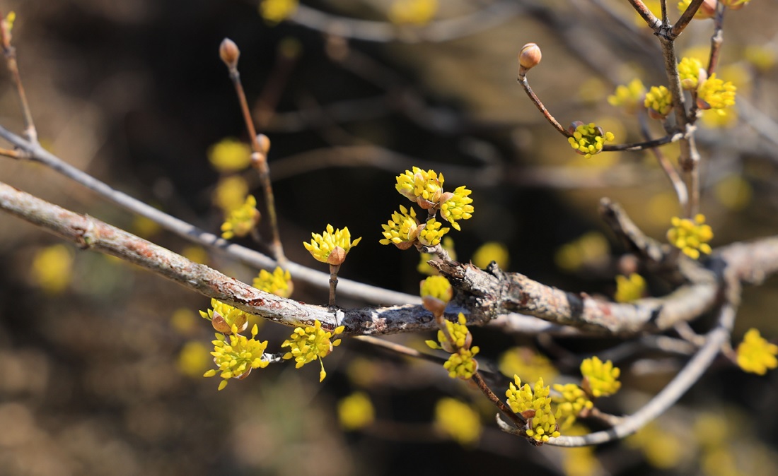 구례 산수유꽃축제 기간