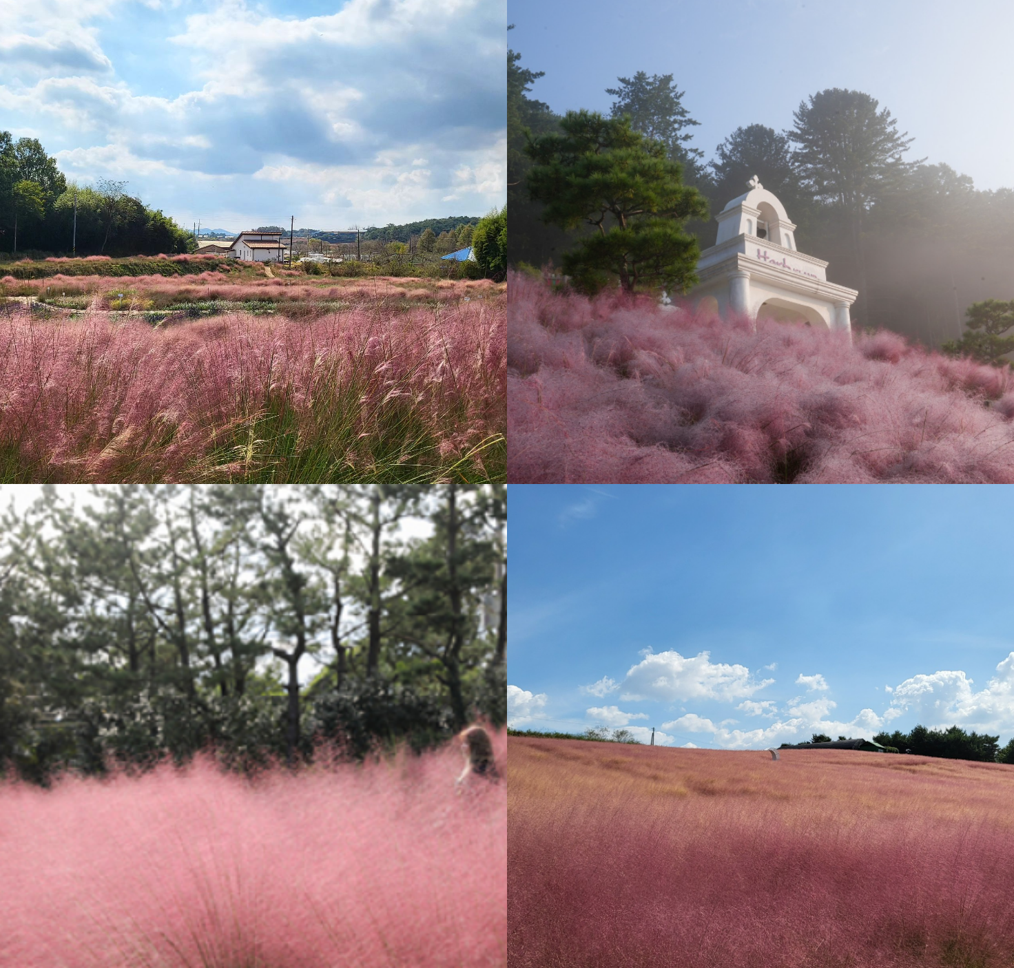 핑크뮬리 명소