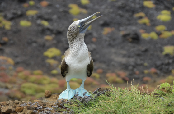 다윈이 갈라파고스 대신 다른 섬을 갔다면 진화론이 달라졌을까