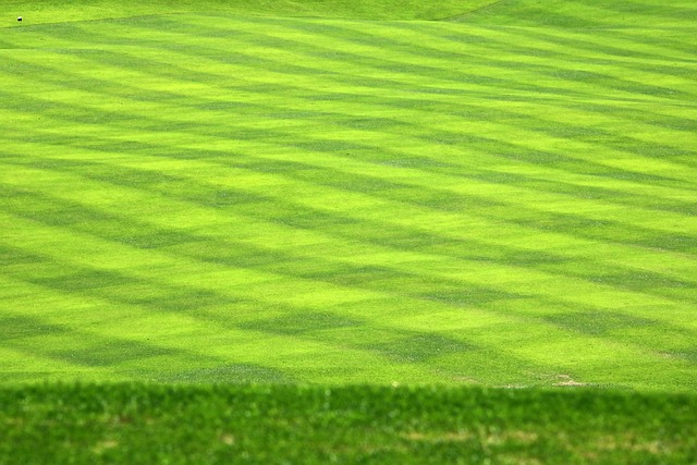 잘 정돈된 필드