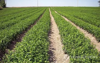 백합 재배 비늘줄기 분주 일조량 관리 절화 수확_9