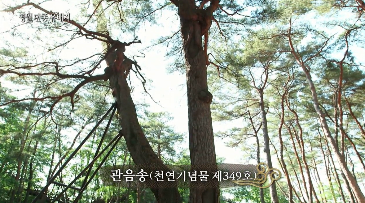 영월 청령포 가는 길·주차장·배 이용 방법·입장료