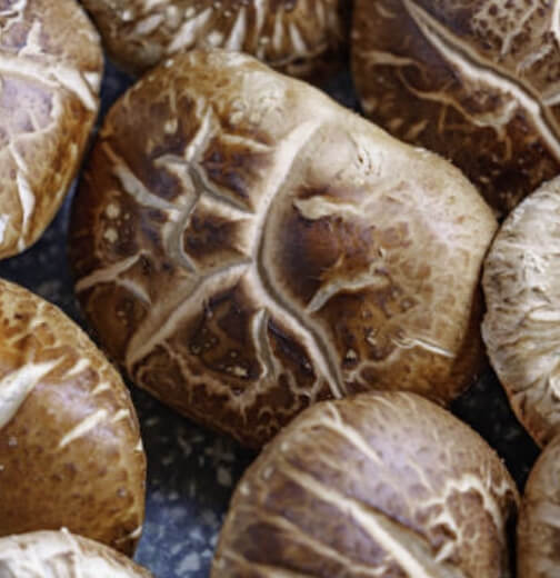 표고버섯 보관방법&amp;#44; 신선함을 오래 지키는 핵심 정리