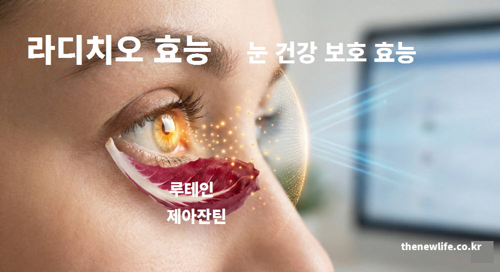 라디치오 효능 중 시력 보호와 눈 건강을 돕는 루테인 및 제아잔틴 성분 작용 원리
