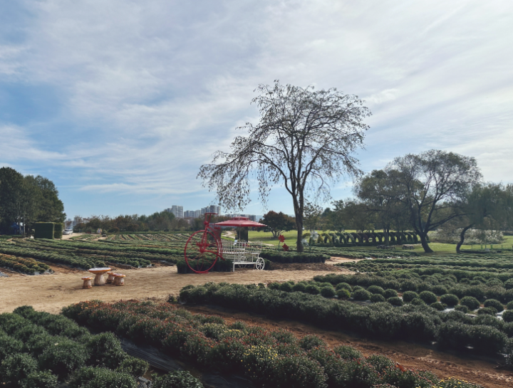 연천 국화축제1