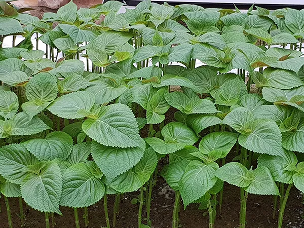 들깨 재배 직파 재배 병충해 관리 질소 과다 주의_3