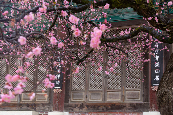 경남 양산 통도사에는 지금 &lsquo;우담바라 꽃이 피었다&rsquo;