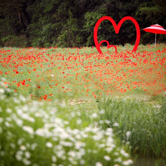 용수골 꽃양귀비축제