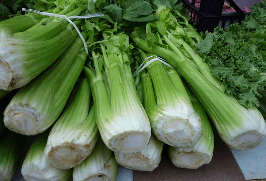 샐러리 효능 - 2