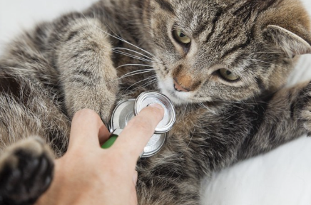 청진기를 댈 수 있는 고양이.