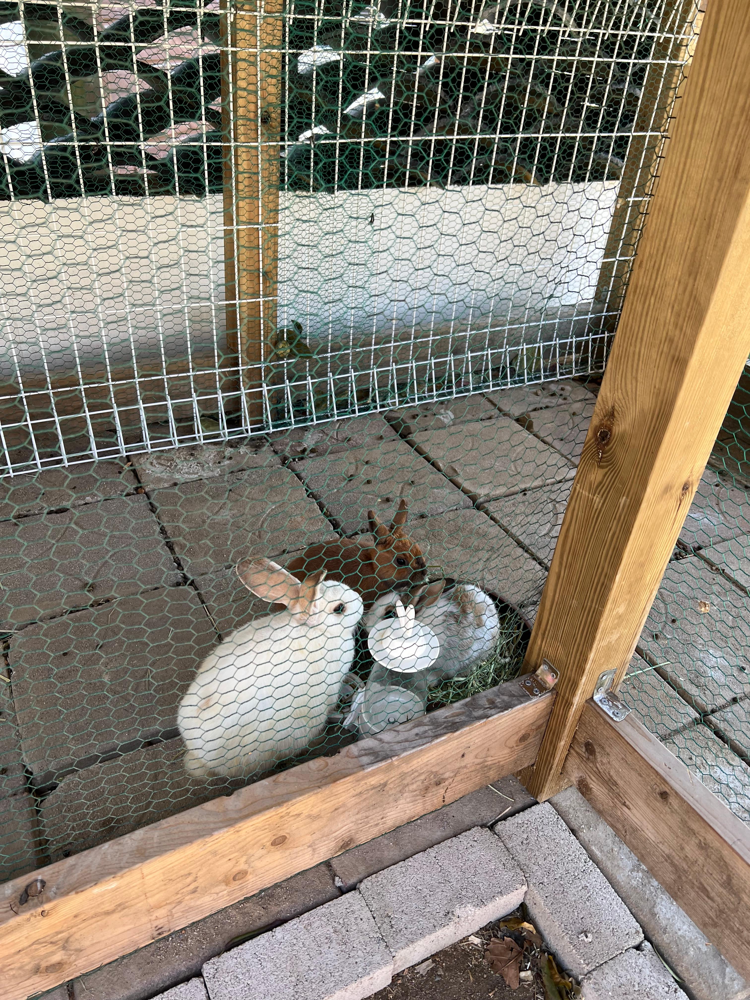 안초당 토끼 체험