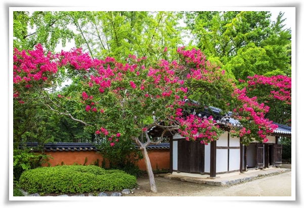 "매화" 겨울을 깨우는 은은한 향기의 비밀을 간직한 백매화 홍매화 청매화!