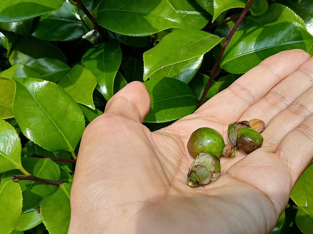 동백띠 아니 동백이