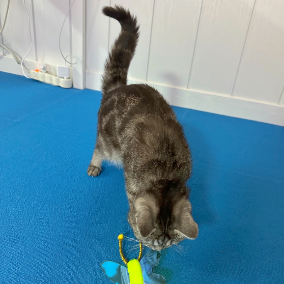 고양이 꼬리 살랑