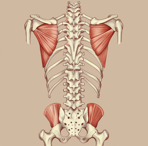 등 날개뼈 부분의 근육이 아파요
