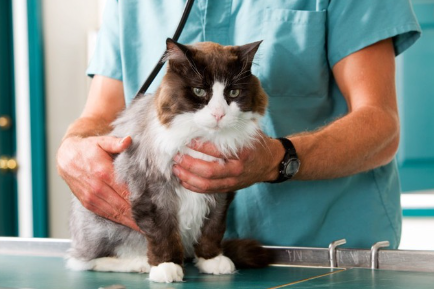 수의사에게 진찰받는 고양이.