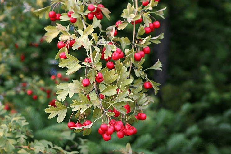 μ°μ¬λ무 μ΄λ§€ μ¬μ§