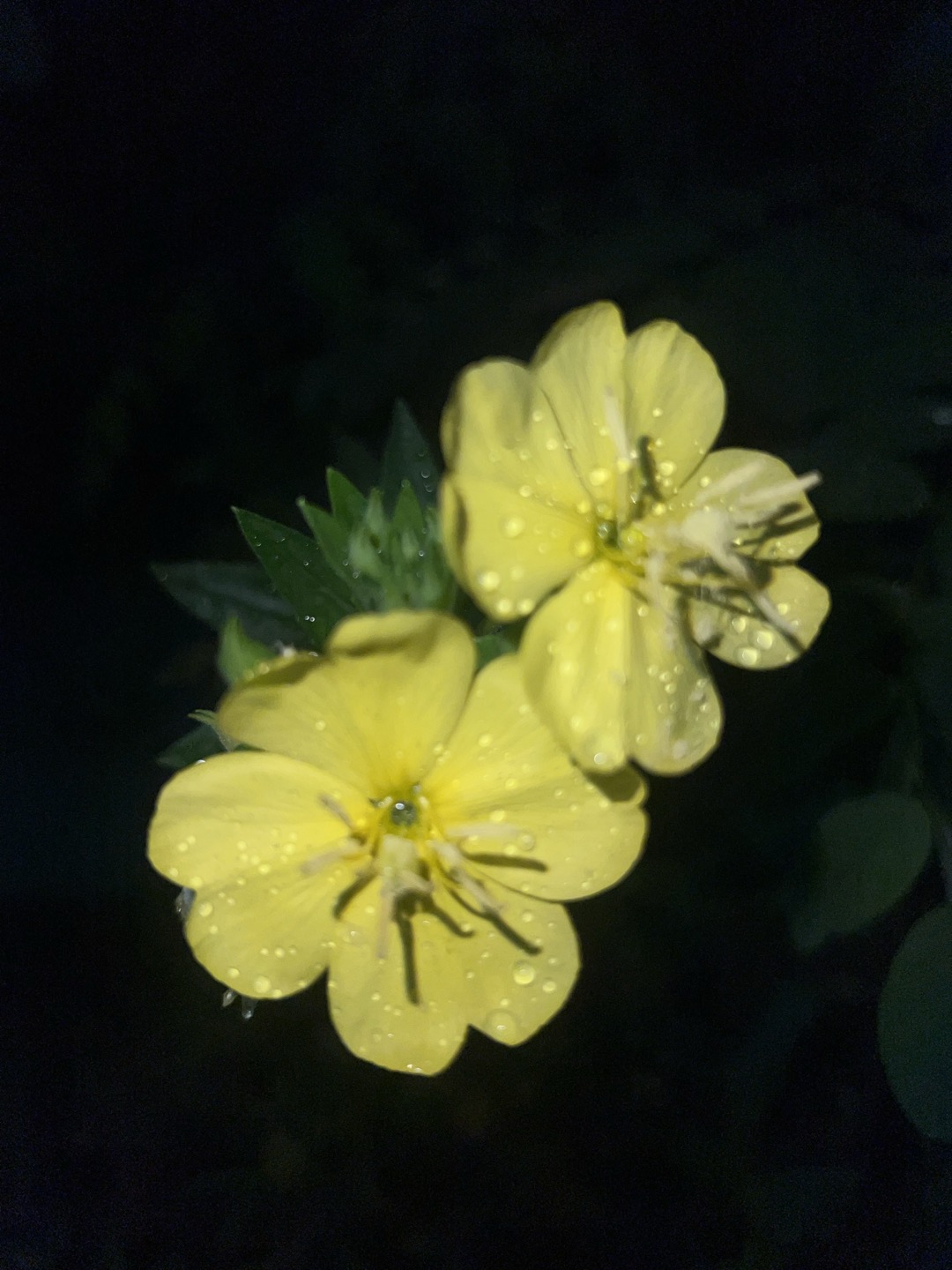 달맞이꽃 저녁프림로즈