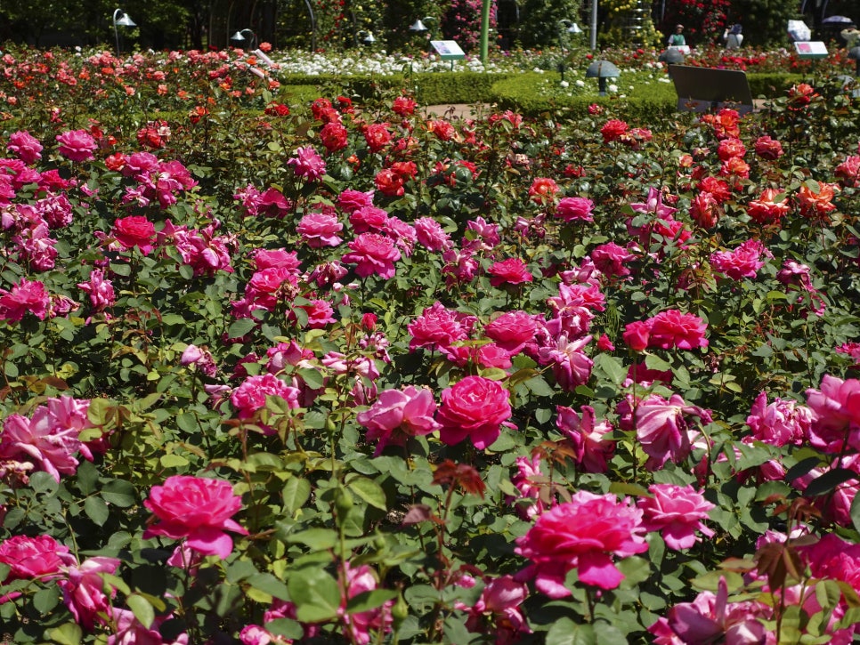 부산 정관 윗골공원
