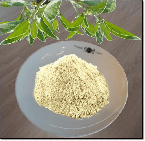 아슈와간다 분말과 잎